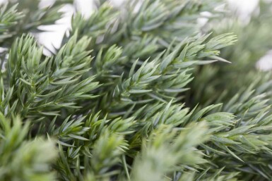 Juniperus squamata 'Blue Carpet'