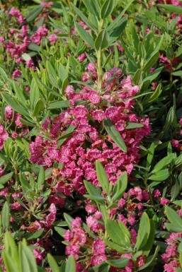 Kalmia Kalmia latifolia busk Kalmia latifolia