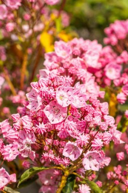 Kalmia Kalmia latifolia busk Kalmia latifolia