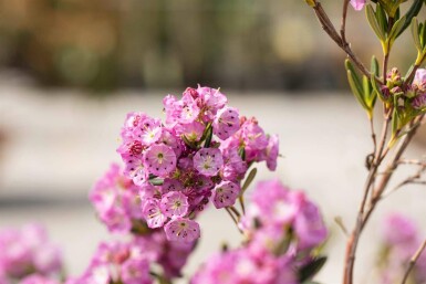 Mosekalmia Kalmia polifolia busk Kalmia polifolia busk