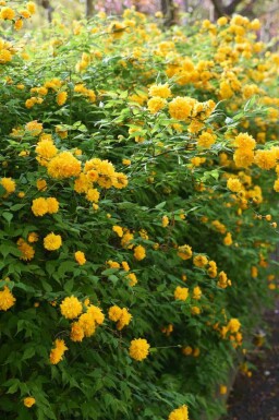 Kerria Kerria japonica busk Kerria japonica busk