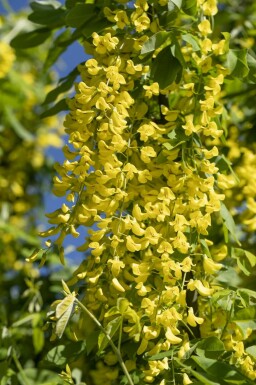 Guldregn Laburnum anagyroides busk Laburnum anagyroides busk