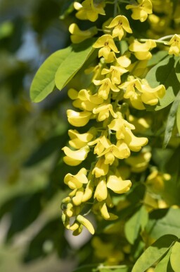Guldregn Laburnum anagyroides busk Laburnum anagyroides busk