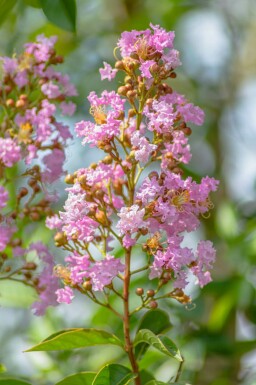 Indisk syrén Lagerstroemia indica busk Lagerstroemia indica busk