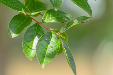 Indisk syrén Lagerstroemia indica busk Lagerstroemia indica busk