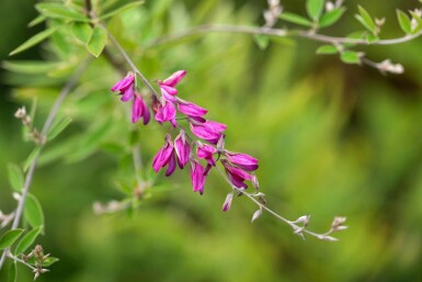 Buskkløver Lespedeza thunbergii busk Lespedeza thunbergii