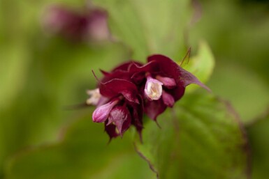 Fasanbusk Leycesteria formosa 'Purple Rain' busk Leycesteria formosa 'Purple Rain' busk