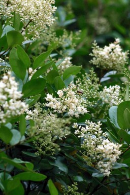 Japansk liguster Ligustrum japonicum busk Ligustrum japonicum busk