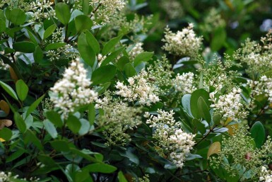 Japansk liguster Ligustrum japonicum busk Ligustrum japonicum busk