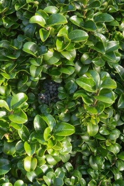 Japansk liguster Ligustrum japonicum 'Rotundifolium' busk Ligustrum japonicum 'Rotundifolium' busk