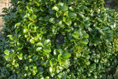 Japansk liguster Ligustrum japonicum 'Rotundifolium' busk Ligustrum japonicum 'Rotundifolium' busk