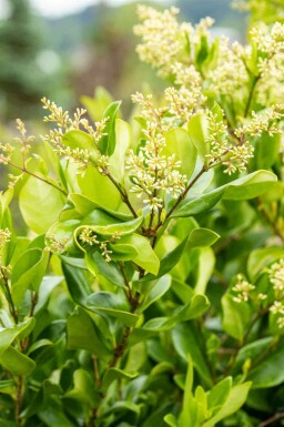 Liguster Ligustrum japonicum 'Texanum' busk Ligustrum japonicum 'Texanum' busk