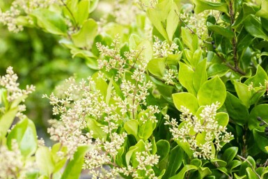 Liguster Ligustrum japonicum 'Texanum' busk Ligustrum japonicum 'Texanum' busk