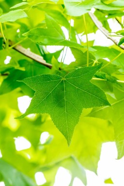 Ambratræ Liquidambar styraciflua busk Liquidambar styraciflua busk