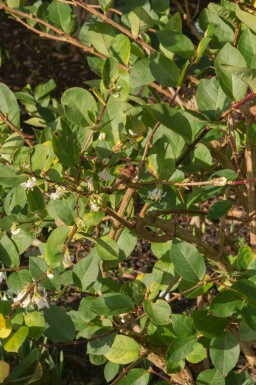 Duftkaprifolie Lonicera purpusii 'Winter Beauty' busk Lonicera purpusii 'Winter Beauty' busk