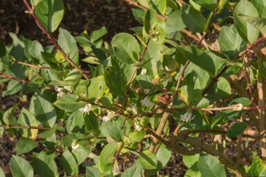 Duftkaprifolie Lonicera purpusii 'Winter Beauty' busk Lonicera purpusii 'Winter Beauty' busk