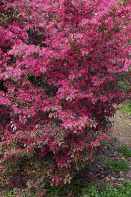 Kinesisk frynseblomst Loropetalum chinense busk Loropetalum chinense busk