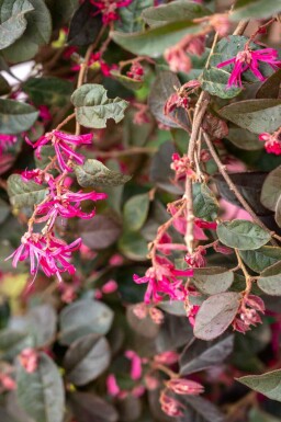 Loropetalum busk Loropetalum chinense 'Black Pearl' busk Loropetalum chinense 'Black Pearl' busk