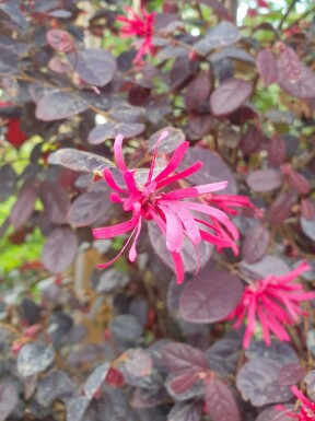 Loropetalum busk Loropetalum chinense 'Black Pearl' busk Loropetalum chinense 'Black Pearl' busk