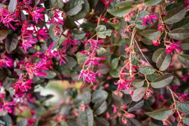 Loropetalum chinense 'Black Pearl'