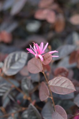 Kinesisk frynseblomst Loropetalum chinense 'Fire Dance' busk Loropetalum chinense 'Fire Dance' busk