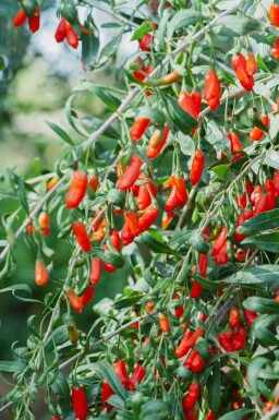 Gojibær Lycium barbarum busk Lycium barbarum busk