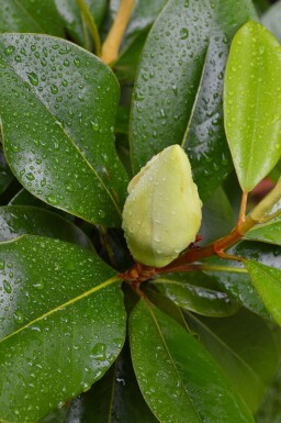 Storbladet magnolia Magnolia grandiflora 'Gallissoniere' busk Magnolia grandiflora 'Gallissoniere' busk