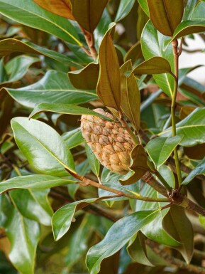 Storbladet magnolia Magnolia grandiflora 'Goliath' busk Magnolia grandiflora 'Goliath' busk