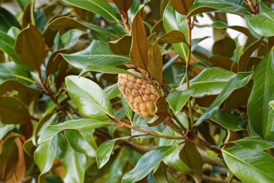 Storbladet magnolia Magnolia grandiflora 'Goliath' busk Magnolia grandiflora 'Goliath' busk
