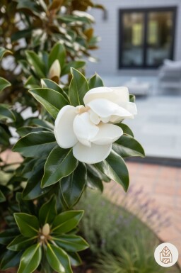 Magnolia grandiflora 'Little Gem' busk 125-150 cm C30