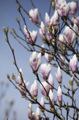 Magnoliatræ Magnolia 'Heaven Scent' busk Magnolia 'Heaven Scent'