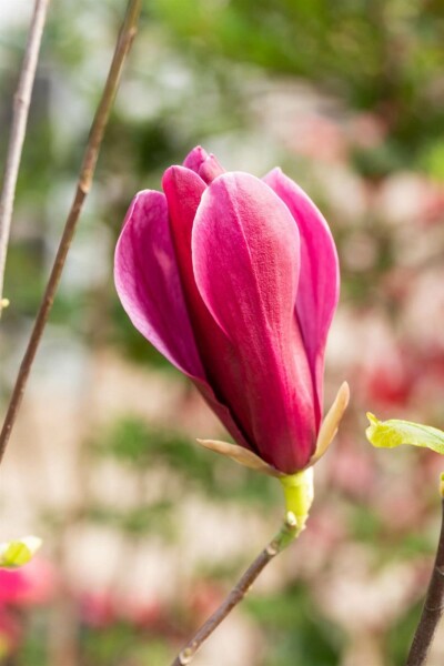 Magnolia liliiflora 'Nigra' busk 80-100 cm