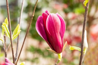 Sort magnolia Magnolia liliiflora 'Nigra' busk Magnolia liliiflora 'Nigra' busk