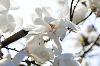 Magnolia Magnolia loebneri 'Merrill' busk Magnolia loebneri 'Merrill' busk