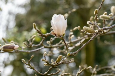 Magnolia loebneri 'Merrill' busk 80-100 cm