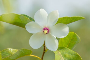 Hvid magnolia Magnolia sieboldii busk Magnolia sieboldii busk