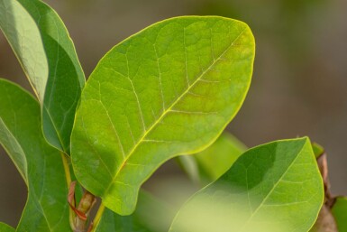 Hvid magnolia Magnolia sieboldii busk Magnolia sieboldii busk