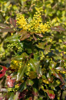 Mahonie Mahonia aquifolium busk Mahonia aquifolium busk