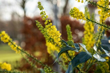 Mahonia busk Mahonia bealei busk Mahonia bealei busk