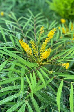 Mahonie Mahonia eurybracteata 'Soft Caress' busk Mahonia eurybracteata 'Soft Caress' busk
