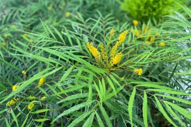 Mahonie Mahonia eurybracteata 'Soft Caress' busk Mahonia eurybracteata 'Soft Caress' busk