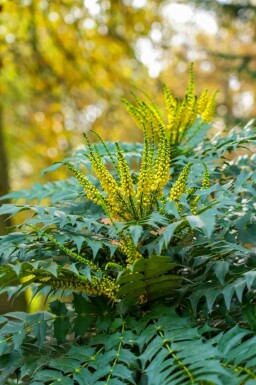 Mahonia Mahonia japonica busk Mahonia japonica busk