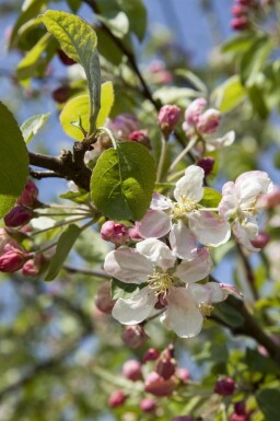 Paradisæble Malus 'Evereste' busk Malus 'Evereste' busk