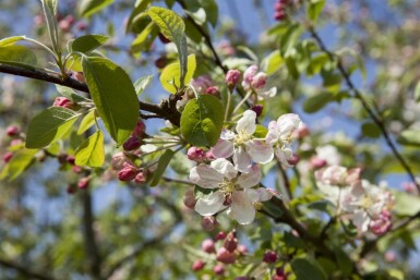 Paradisæble Malus 'Evereste' busk Malus 'Evereste' busk