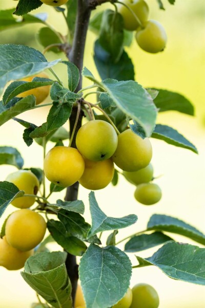 Paradisæble Malus 'Golden Hornet' busk Malus 'Golden Hornet' busk