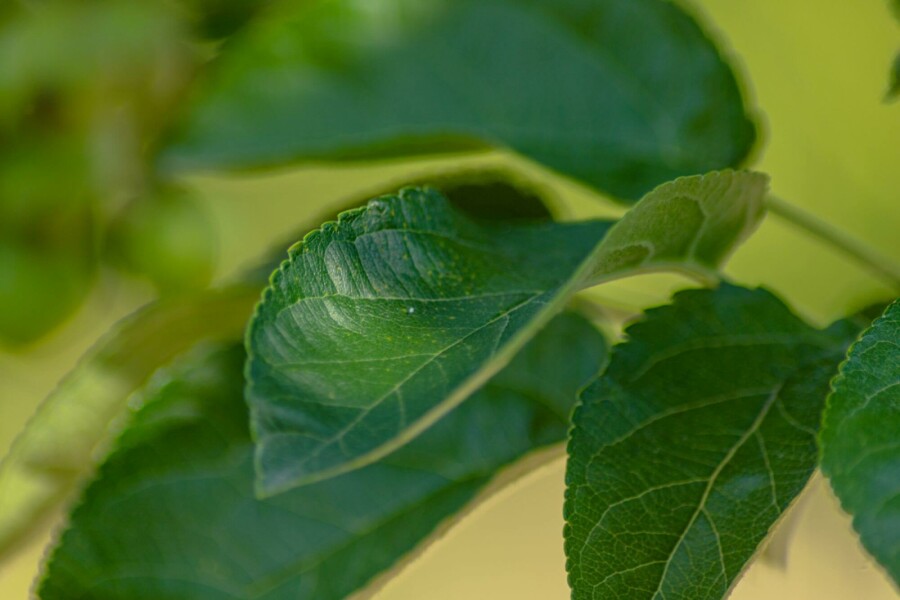 Paradisæble Malus 'Golden Hornet' busk Malus 'Golden Hornet' busk