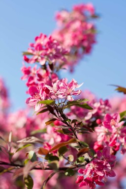 Æbletræ Malus 'Mokum' busk Malus 'Mokum' busk
