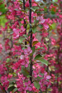 Prydbuskæble Malus toringo 'Scarlett' busk Malus toringo 'Scarlett' busk