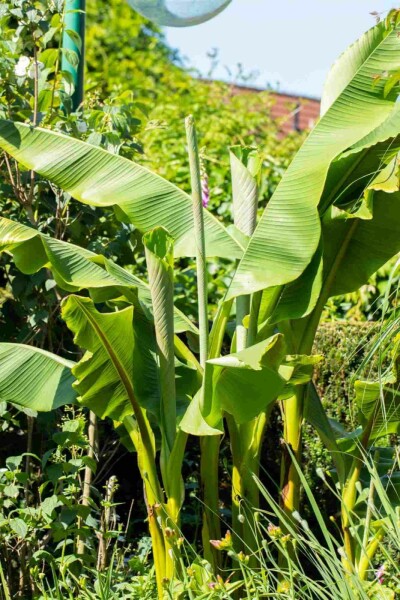 Japansk fiberbanan Musa basjoo busk Musa basjoo busk