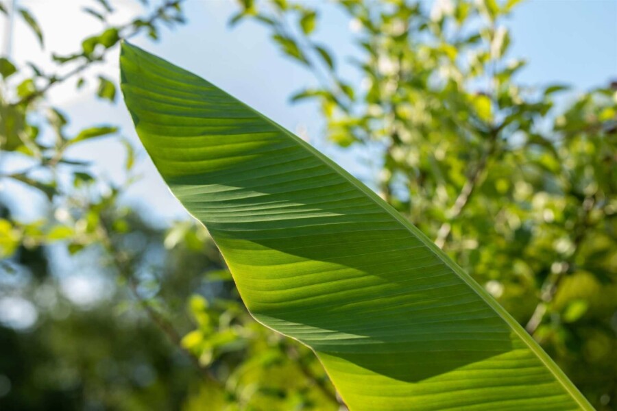 Japansk fiberbanan Musa basjoo busk Musa basjoo busk